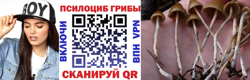Псилоцибиновые грибы Cubensis  Тырныауз 